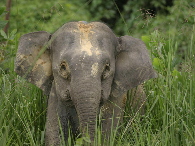 Borneo-Pygmy-Elephant